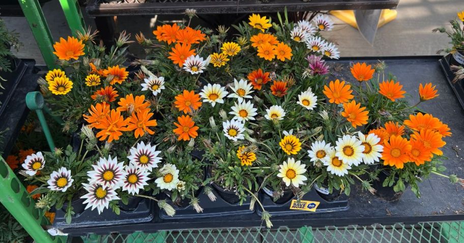 top view of orange and white flowers in lowes shopping cart - what to buy in september