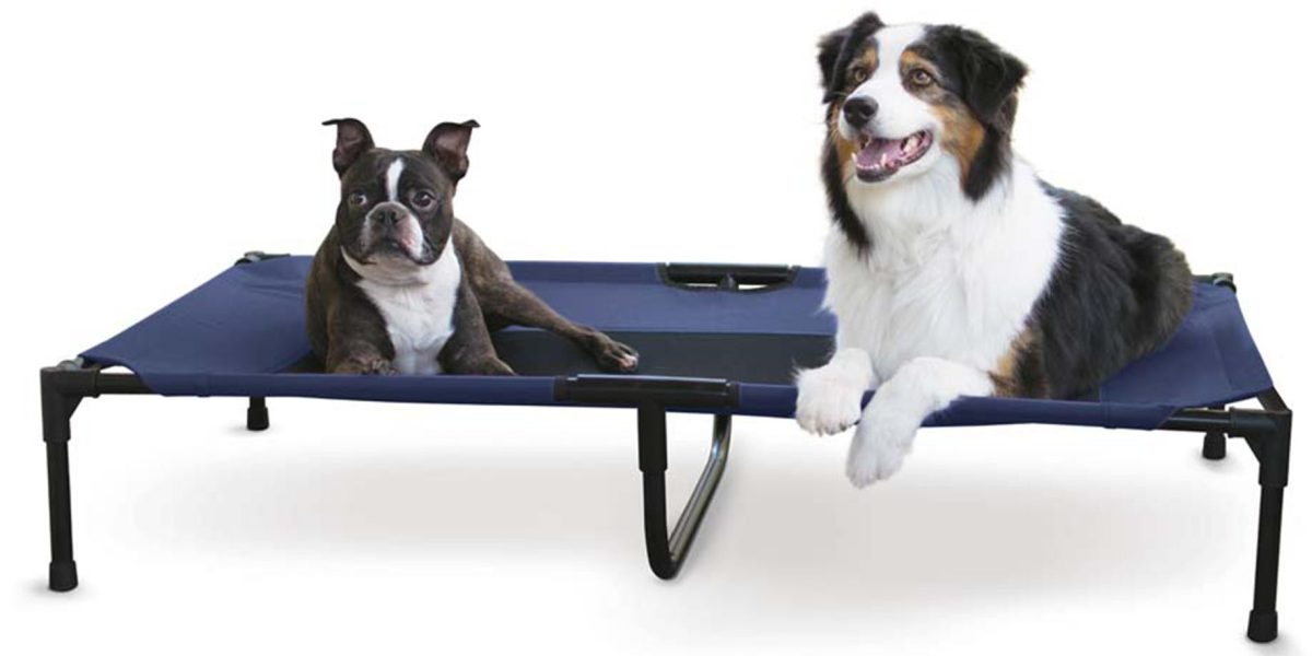 two dogs on elevated cot