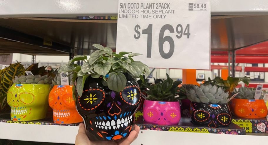 Planters displayed at the store