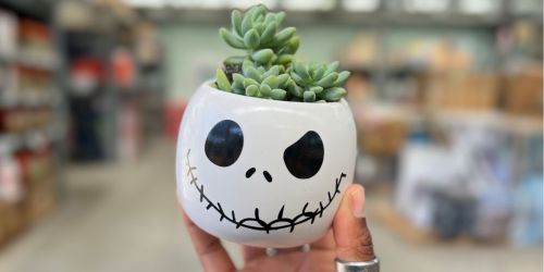 Home Depot Skeleton Succulents ONLY $6.98