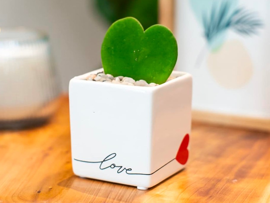 hoya heart plant in white pot