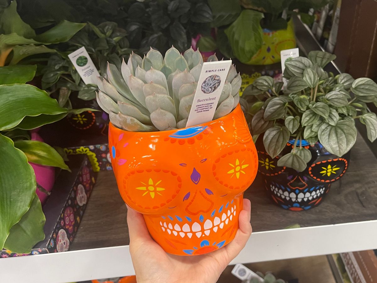 Day of the Dead Planter 2-Pack Just $16.94 at Sam’s Club