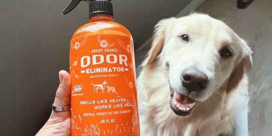 Angry Orange Pet Odor Eliminator w/ UV Flashlight Only $24.74 Shipped on Amazon