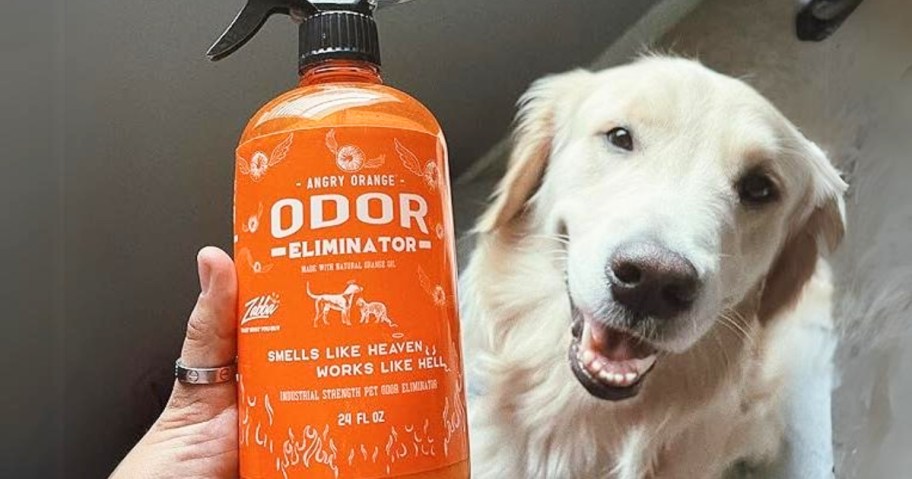 person's hand holding a bottle of angry orange pet odor eliminator spray with a golden retriever dog looking up at the camera