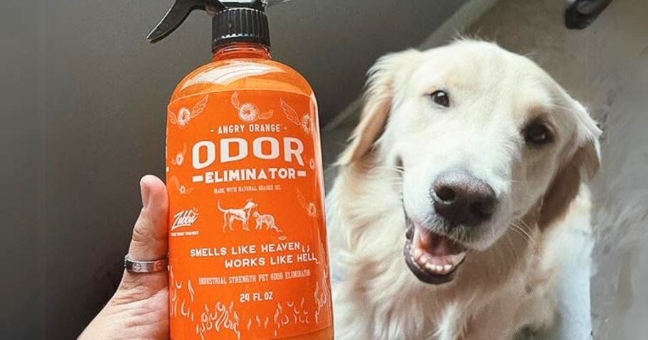 Angry Orange Pet Odor Eliminator w/ UV Flashlight Only $24.74 Shipped on Amazon