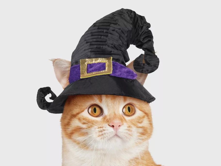 A cat in a witch hat