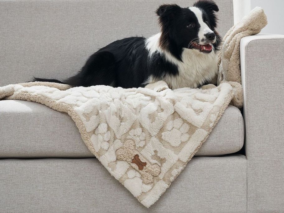 A sweet pup sitting on a onlinefy blanket on the couch