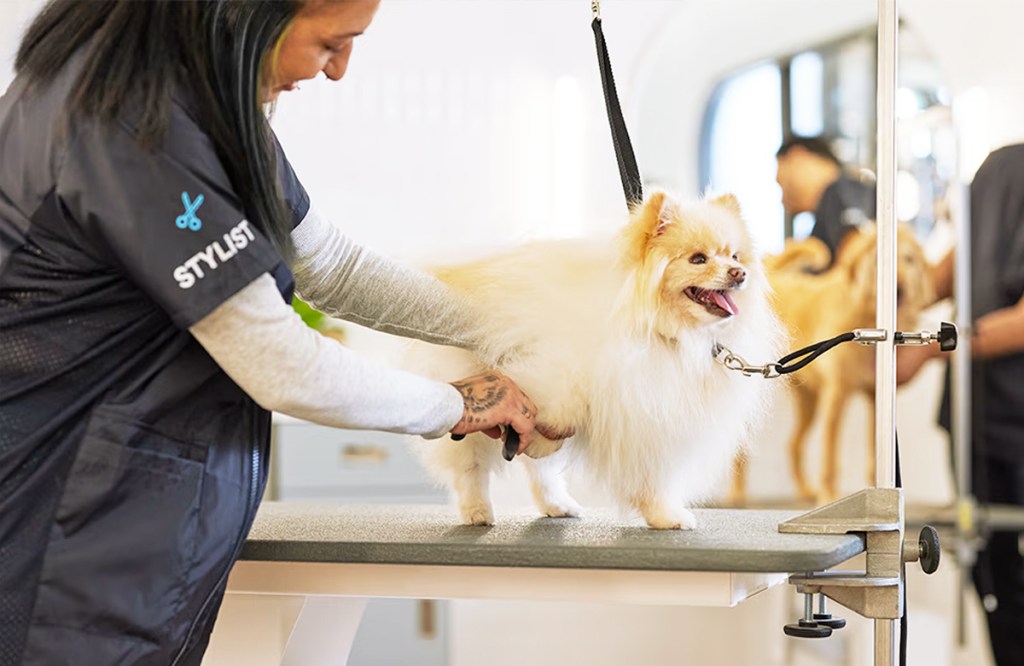 groomer trimming hair on pomeranian