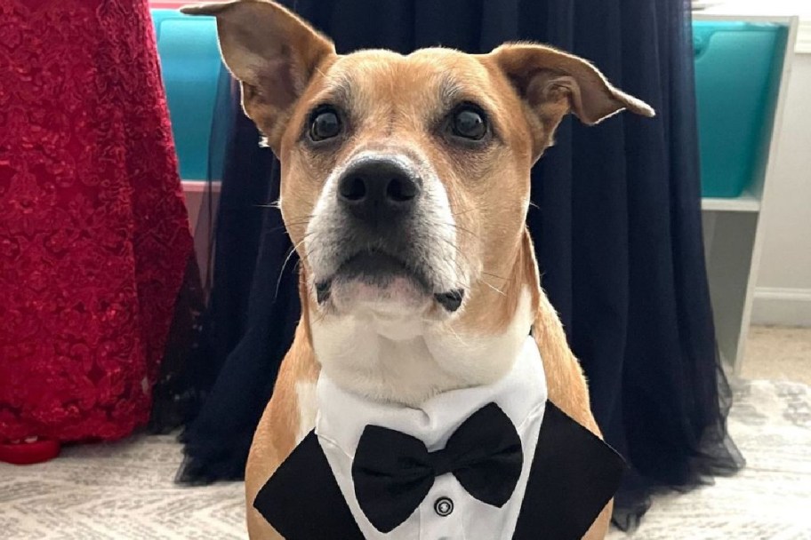 dog wearing a tuxedo