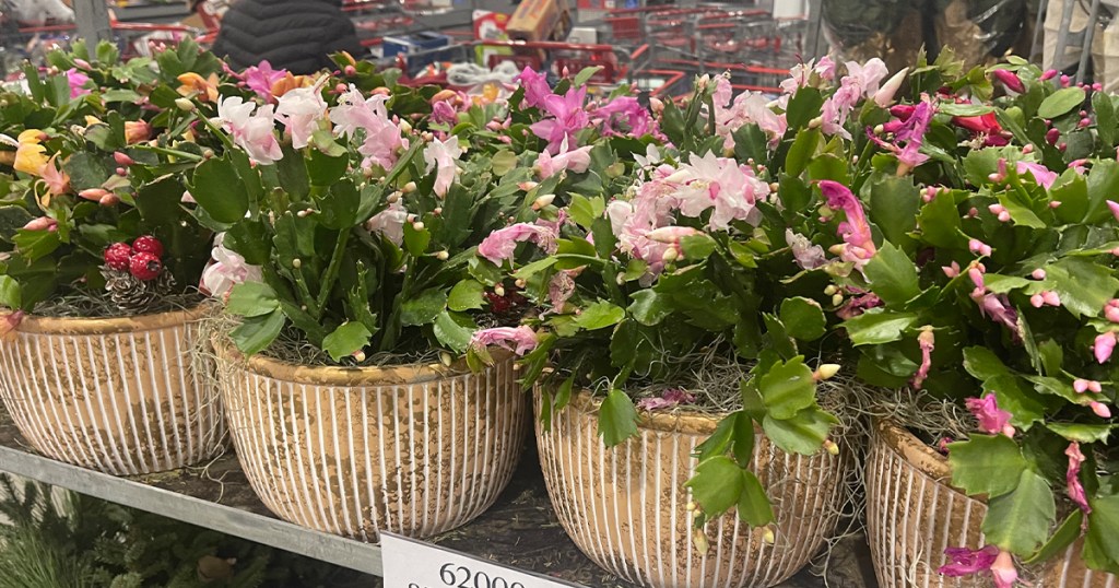 zygo cactus flowers in pots on shelf