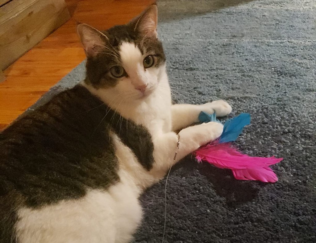 Cat playing with a feather toy