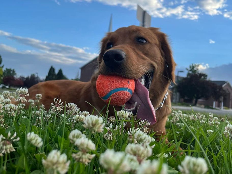 dog laying in grass with Chuckit! Dog Tennis Ball Dog Toy, Small in his mouth