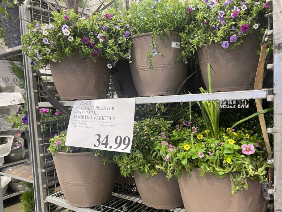 Costco display of convo planters