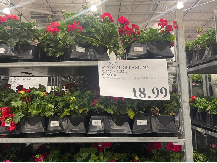 Costco display of zonal geraniums at Costco