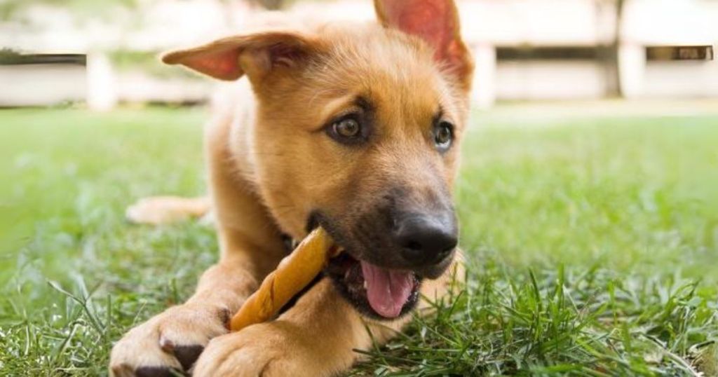 dog laying on grass chewing on a dog treat