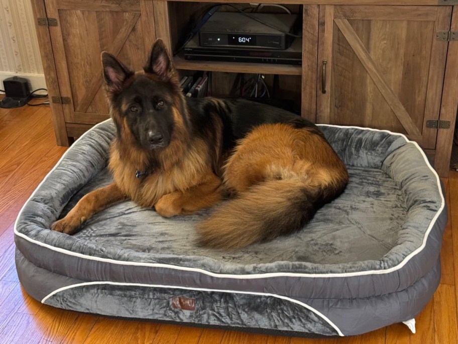 dog laying in a gray dog bed