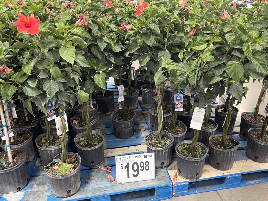 Hibiscus Trees display at Sam's Club