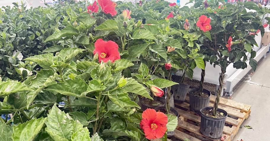 Hibiscus Trees display at Sam's Club