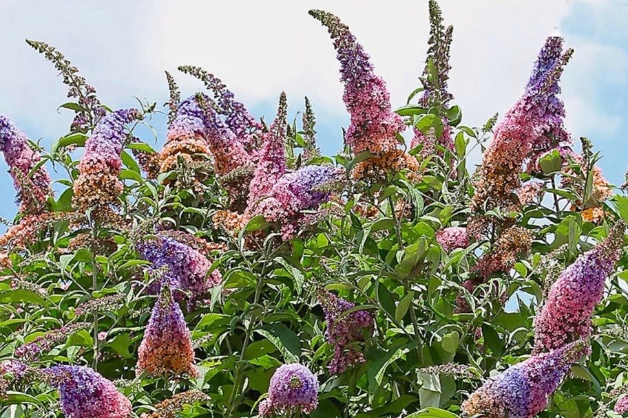 rainbow butterfly bush