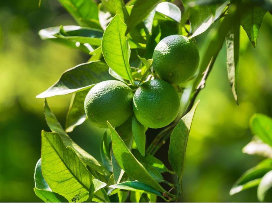 A branch of a tree with limes on it 