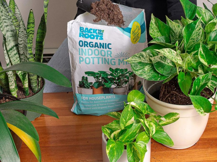 A person planting in pots using Back to the Roots Organic