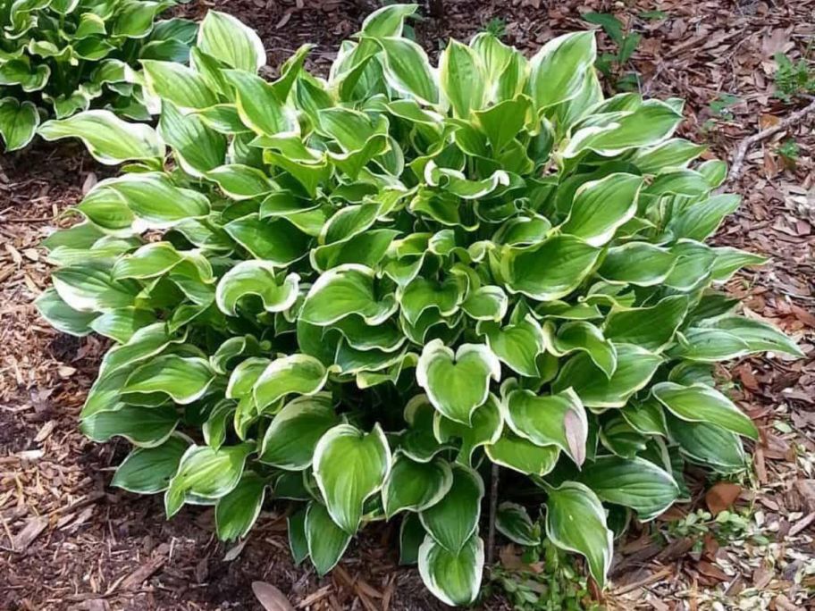 A Variegated Hosta in a garden