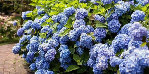 Home Depot Live Plants Sale + Free Shipping | Hydrangea Shrub Just $21.97 Shipped