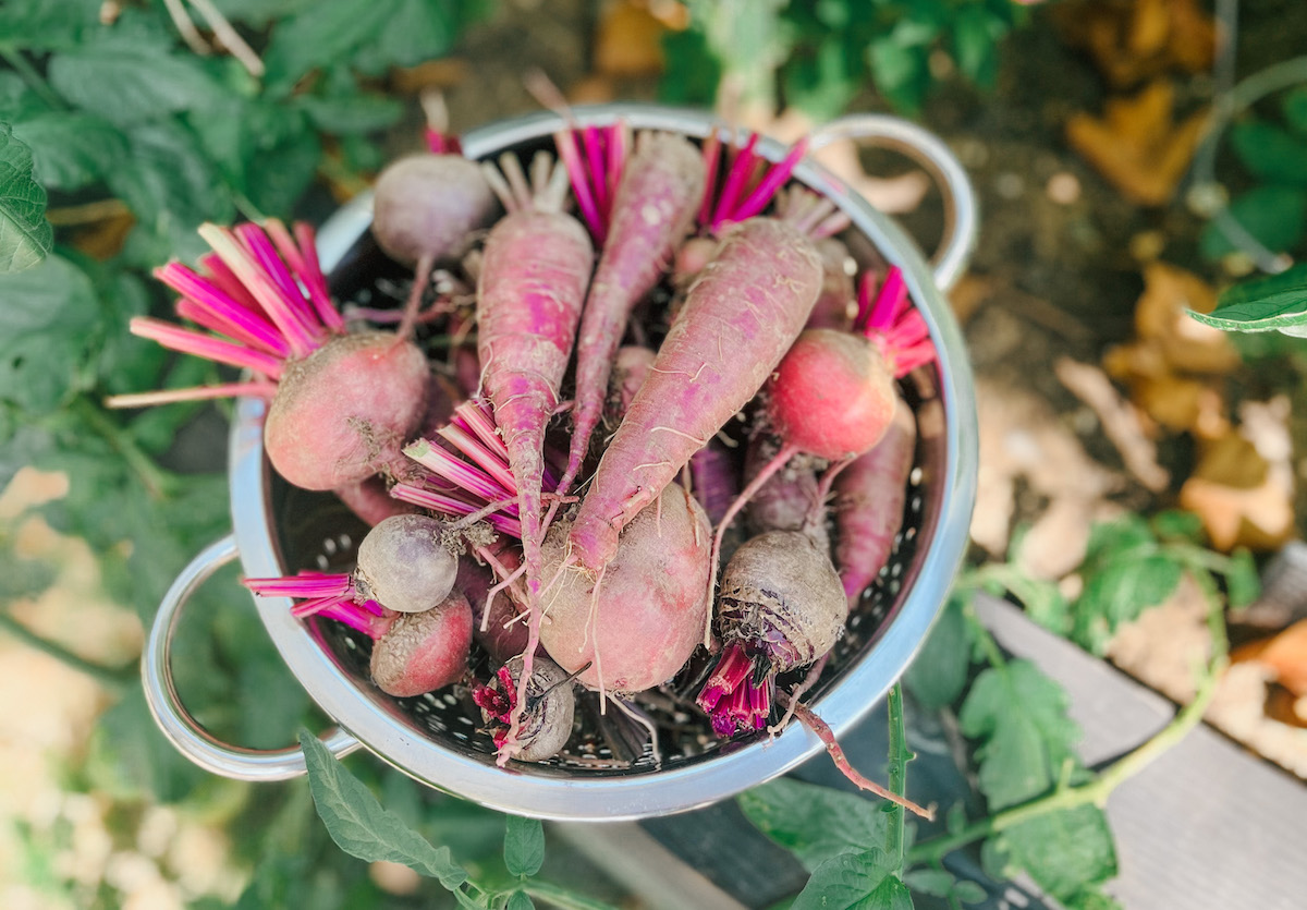 How to Start a Vegetable Garden: The No-Stress Guide for First-Time Growers