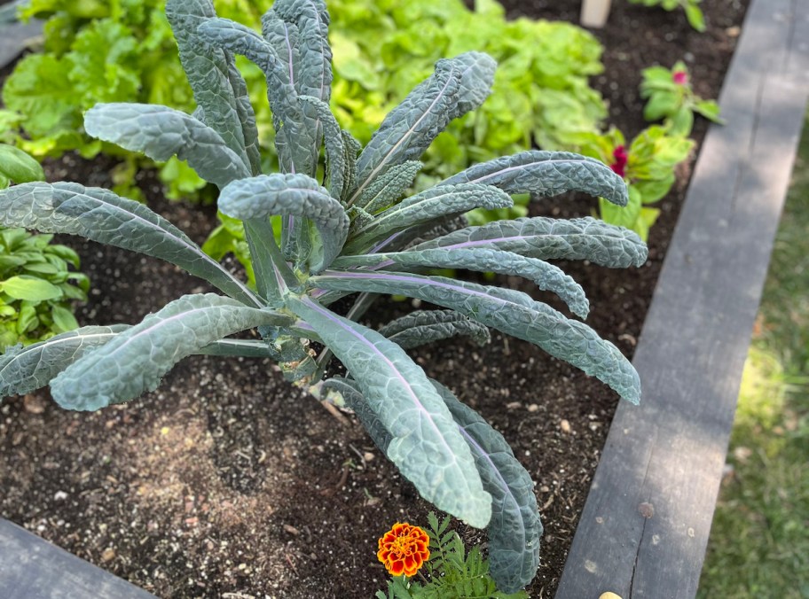 kale growing in garden