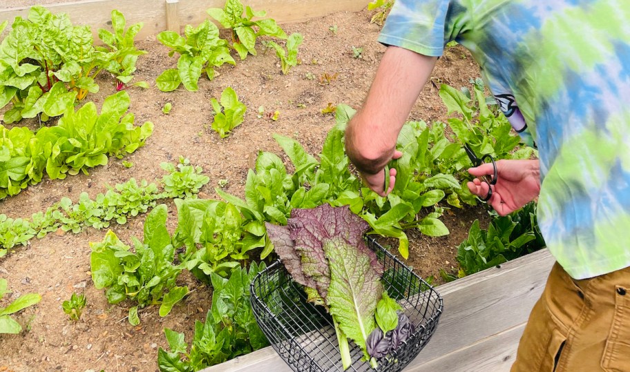 Man cutting lettuce from raised garden bed 