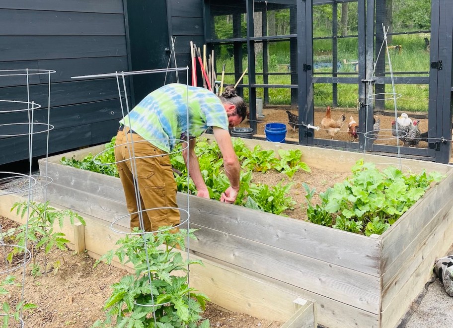 man tending to raised garden bed in front of chicken coop