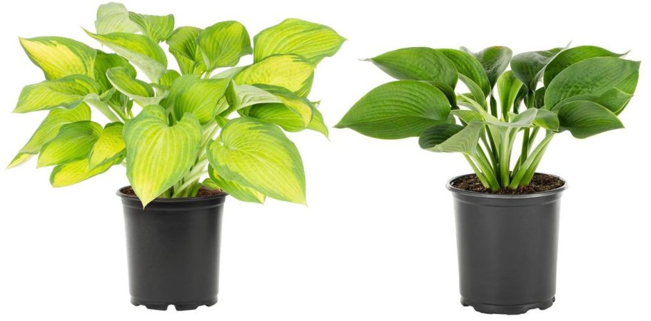 2.5 Quart Perenials at Home Depot