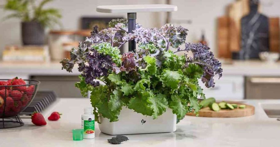 An indoor garden on a table 