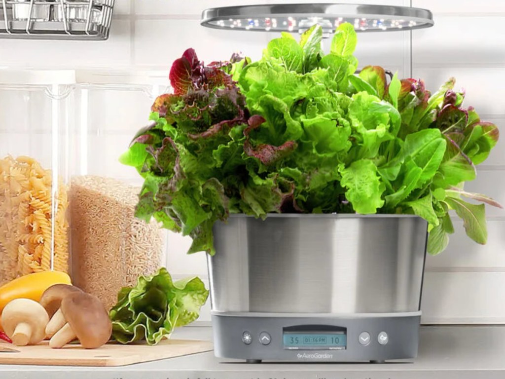 Aerogarden Elite growing lettuce on kitchen counter