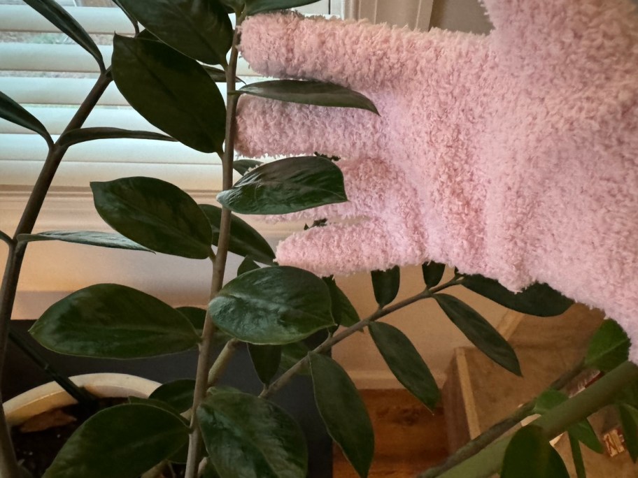 Happy Friday Reader using gloves to clean a plant