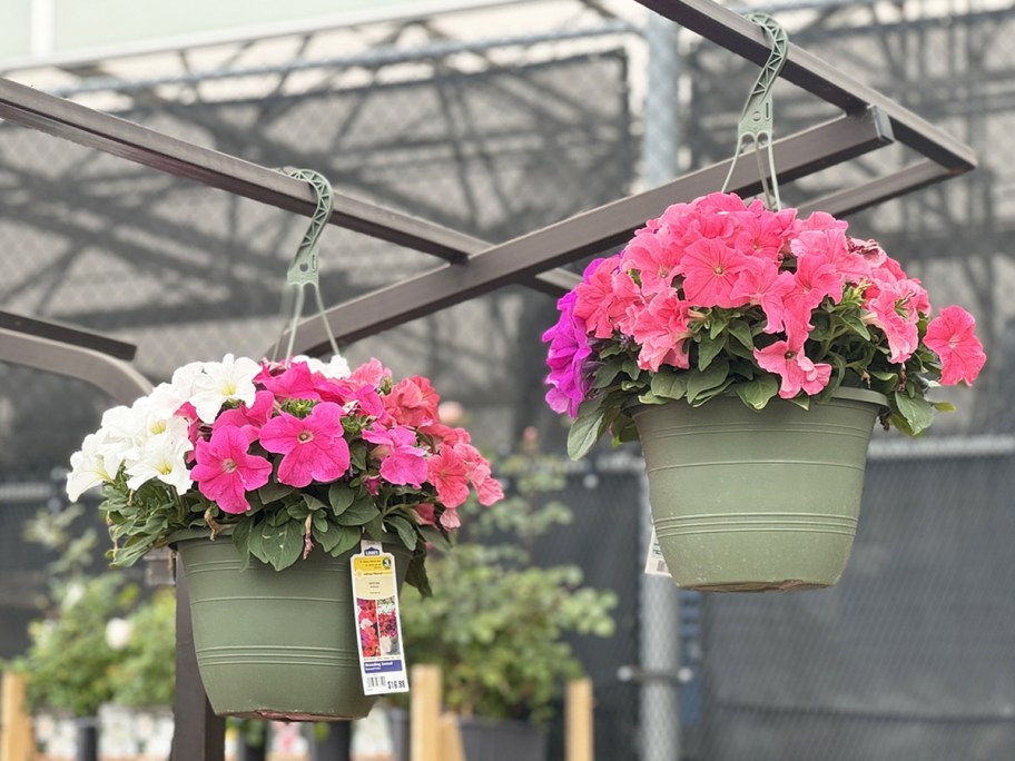 hanging baskets filled with white and pink flowers