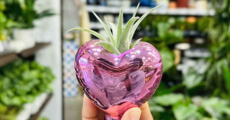 Lowe’s magnetic heart succulents