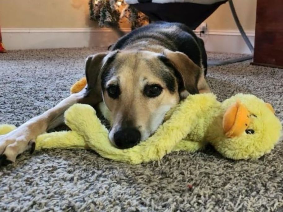 Dog playing with a Multipet dog toy