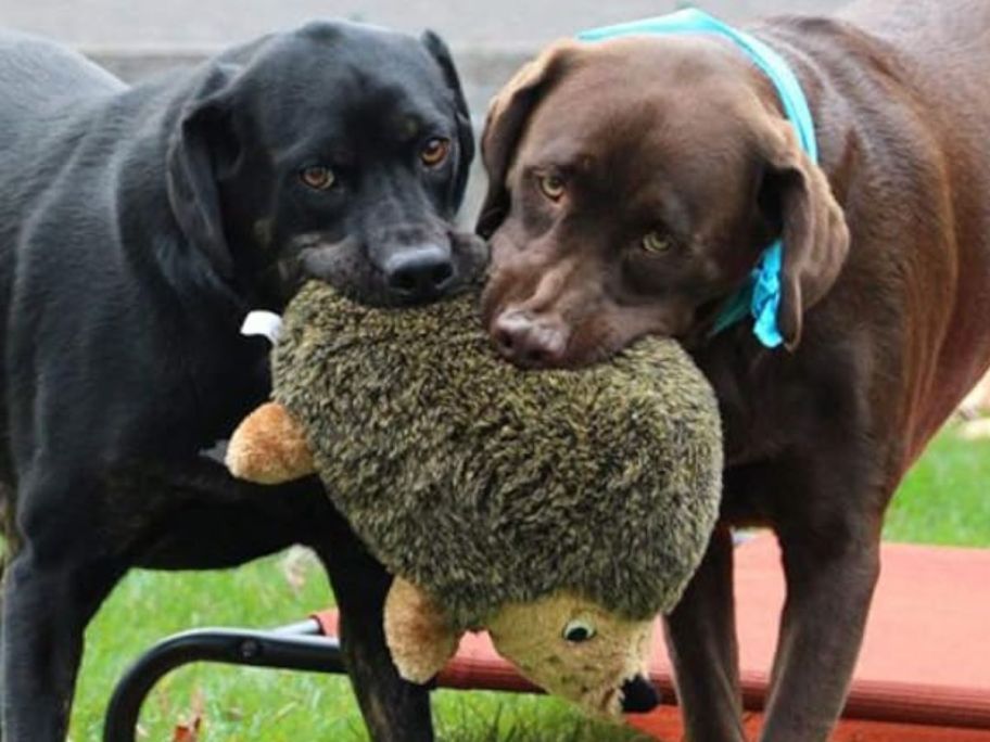 Two dogs playing with an Outward Hound XL Hedgehogz Toy