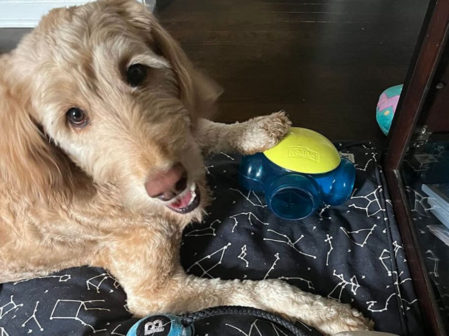 Dog with an Outward Hound Tennis Maze Toy