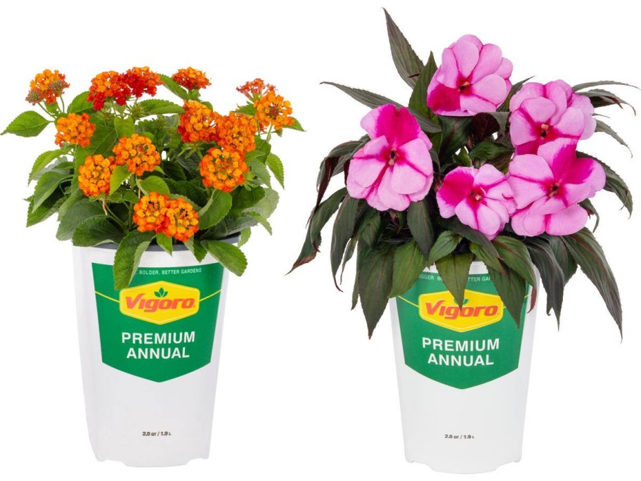 Vigoro 2-Quart Annuals