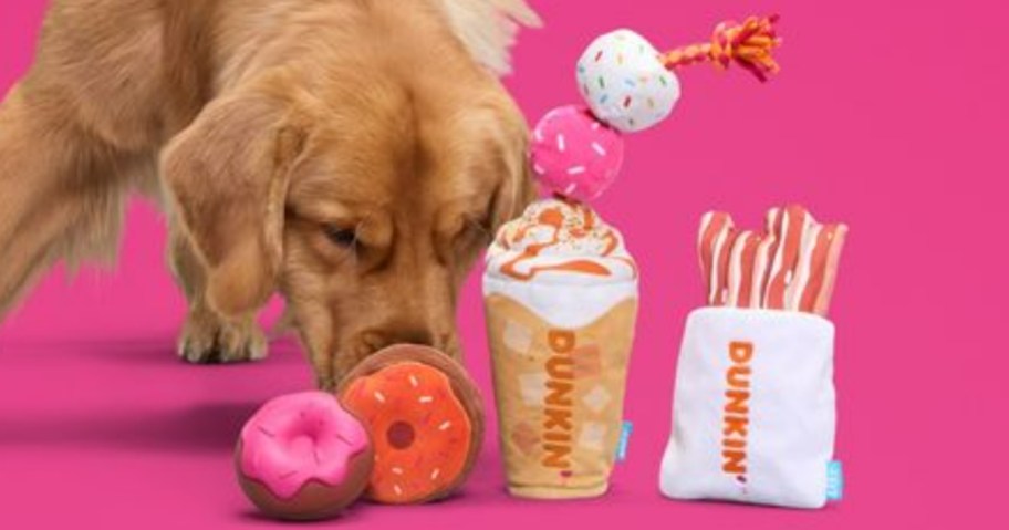 golden retriever dog sniffing a Dunkin' donut shaped dog toy, more Dunkin' dog toys beside them, on a pink background