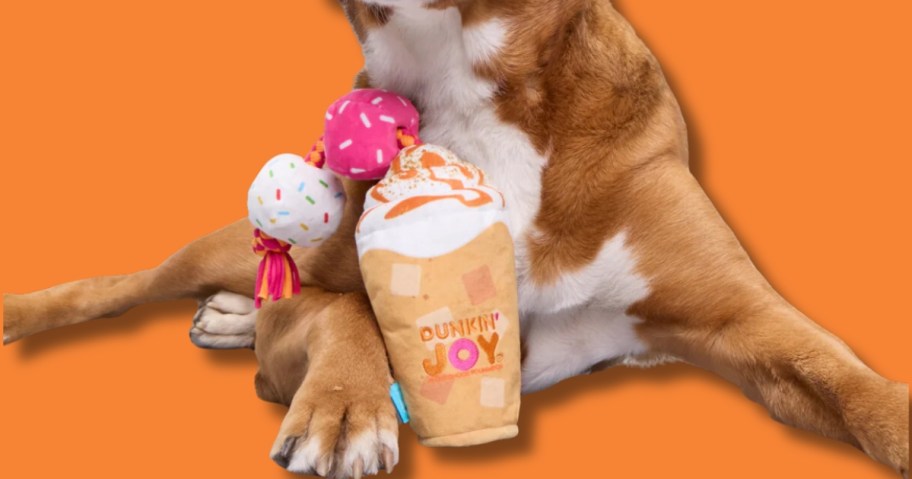 brown dog playing with a Dunkin Donuts iced coffee dog to on an orange background