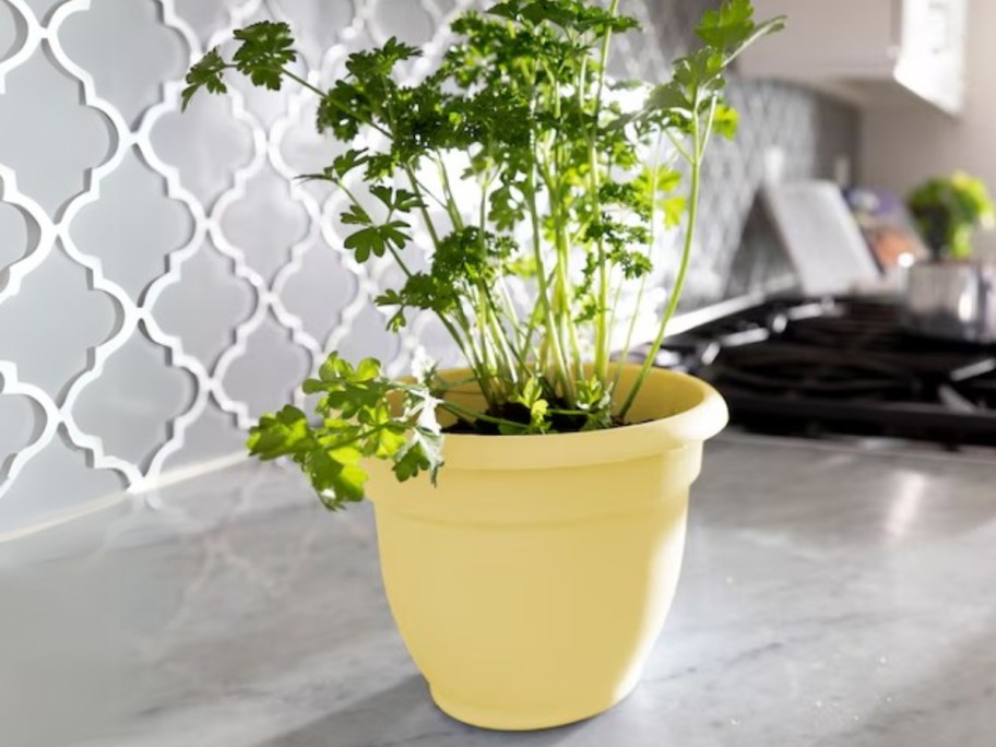 a plant in a yellow planter on a kitchen counter