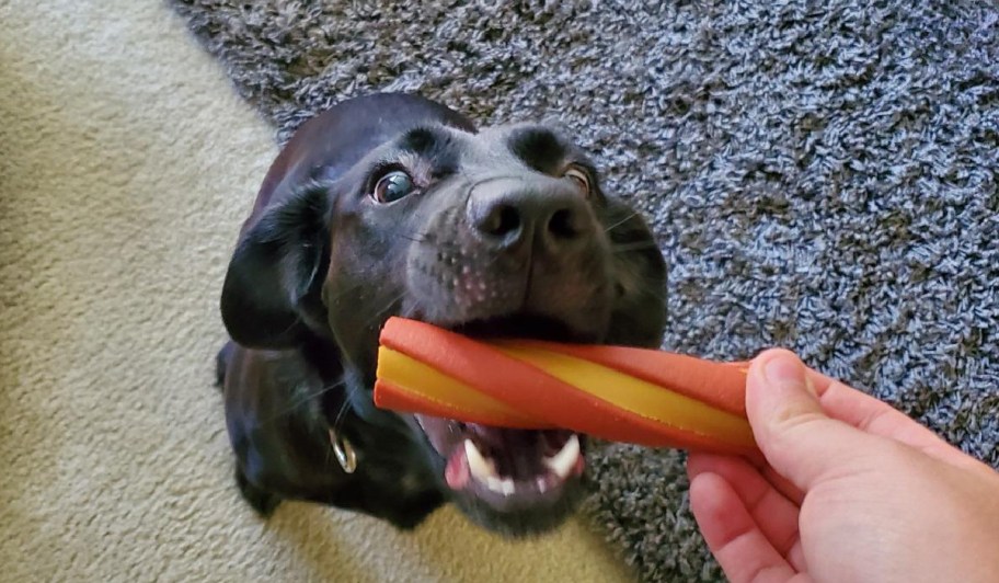 dog biting dog chew in persons hand