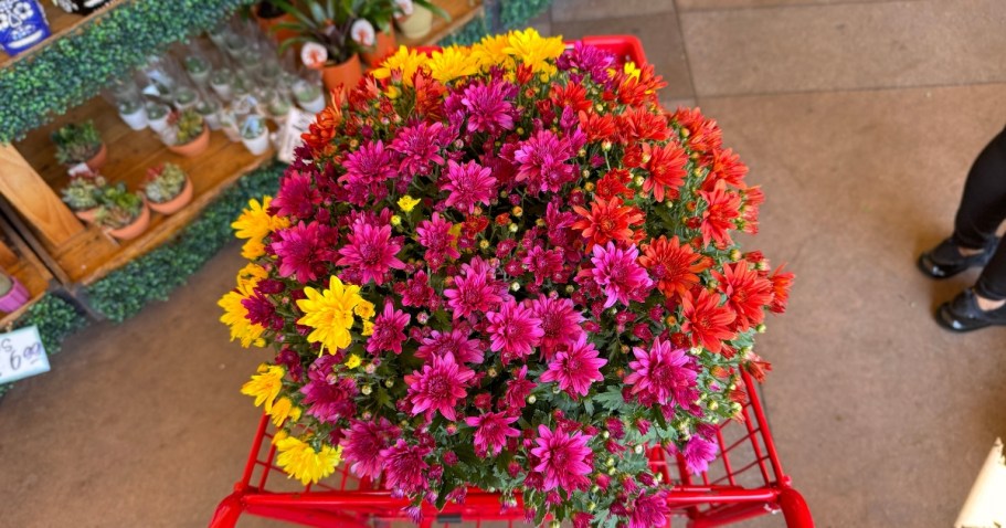 Trader Joe’s Fall Mums Have Arrived