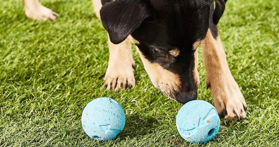 dog sniffing blue Chuckit! Rebounce Ball