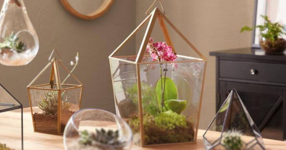 Glass Terrarium ONLY $9 Shipped on HomeDepot.online (Great Home or Wedding Decor!)