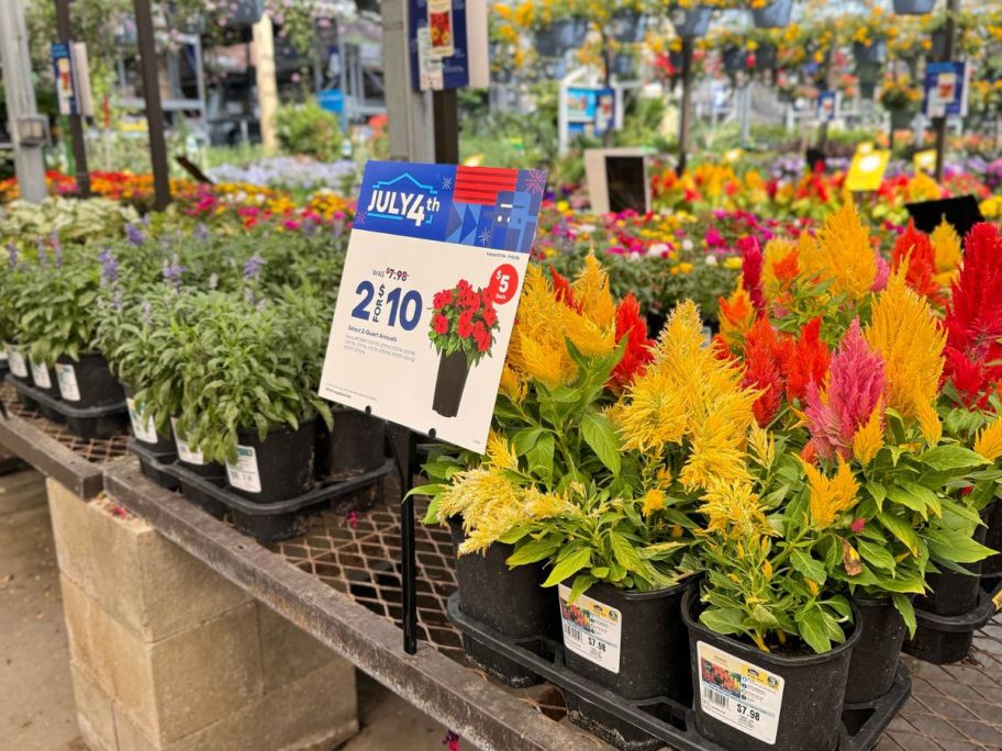 Lowe's 2-quart annuals