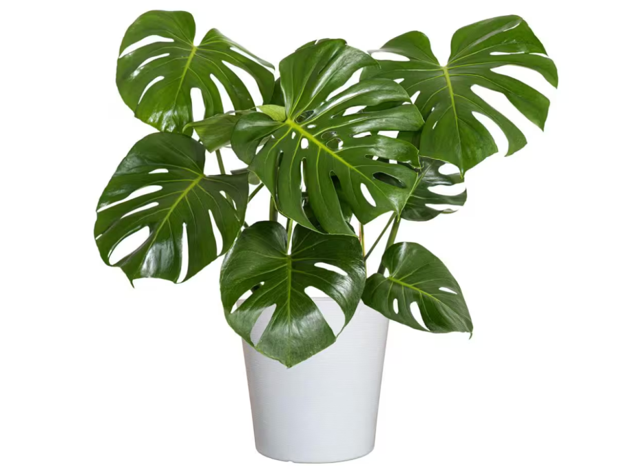 Monstera Plant at Home Depot